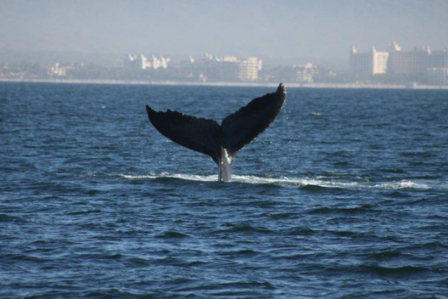  Whale tail 